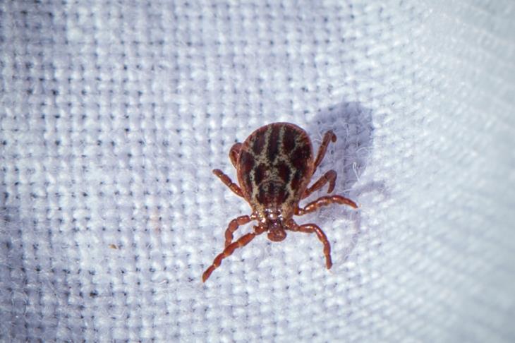 Dermacentor reticulatus tick