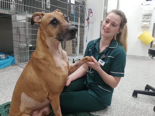 9 year old male neutered Rhodesian Ridgeback Whippet cross