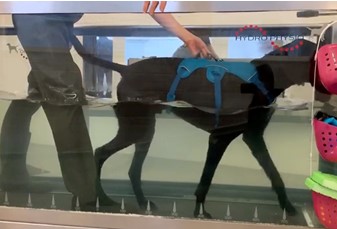 hydrotherapy on underwater treadmill