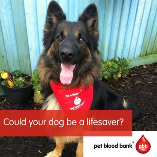 Pet Blood Bank