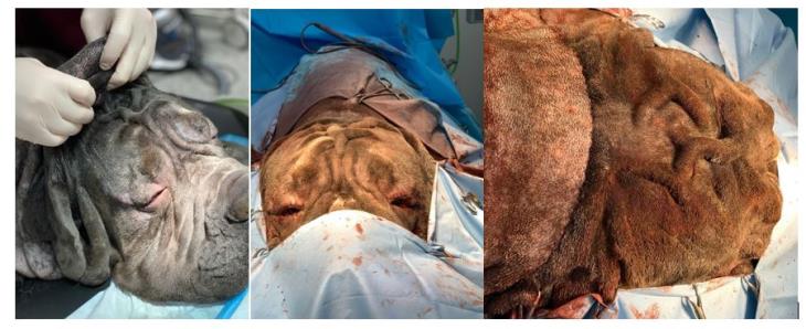 Mastif during surgery