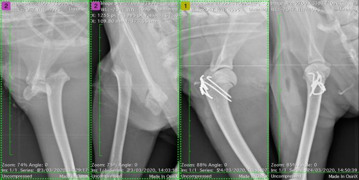 Treating polytrauma in a cat during lockdown 2