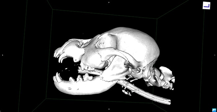 CT of puppy's broken jaw