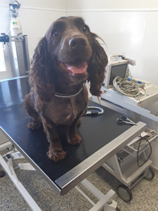 Tilly is a working cocker spaniel