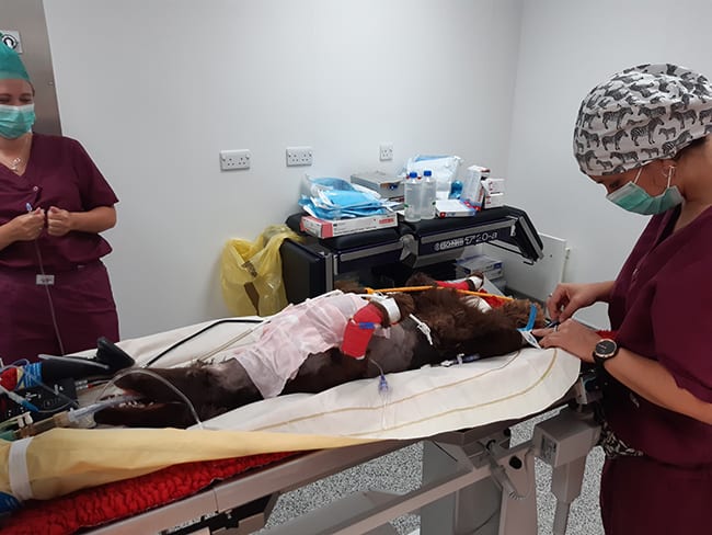 Tilly ready for surgery