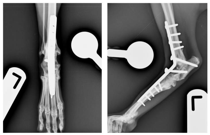 radiographically 2 months postoperatively