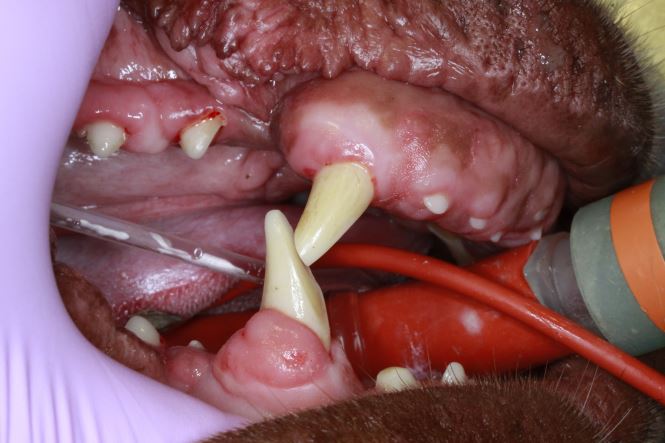 malocclusion and abnormal wear pattern