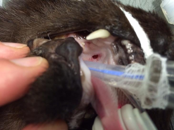 oronasal fistula in hard palate of cat