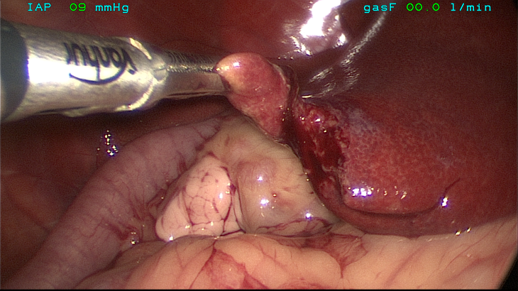 Minimally invasive vet referrals