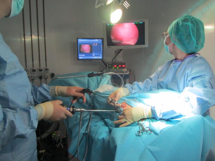 MIS Referrals Small Animal