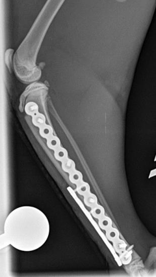 Tibia Latero Medial xray