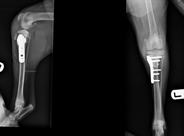 Cruciate ligament avulsion treatment