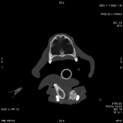 Dog mandibular reconstruction referral case
