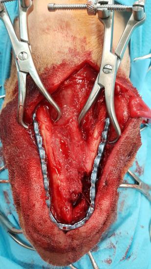 Mastergraft reconstruction plate in a dog