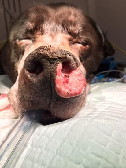 Preoperative appearance of erosive nasal SCC