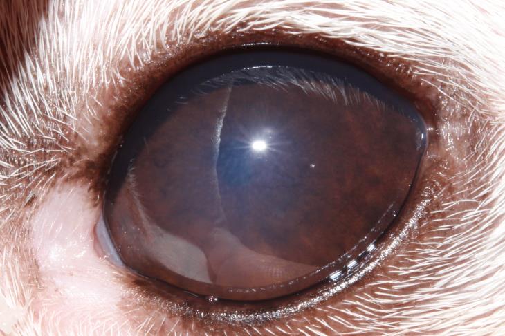 ALL in dog post couching lens