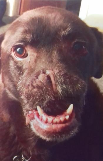 bloc SCC resection with rostral maxillectomy