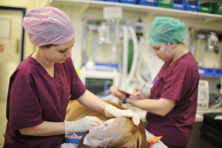 vacancy for Veterinary Nurse