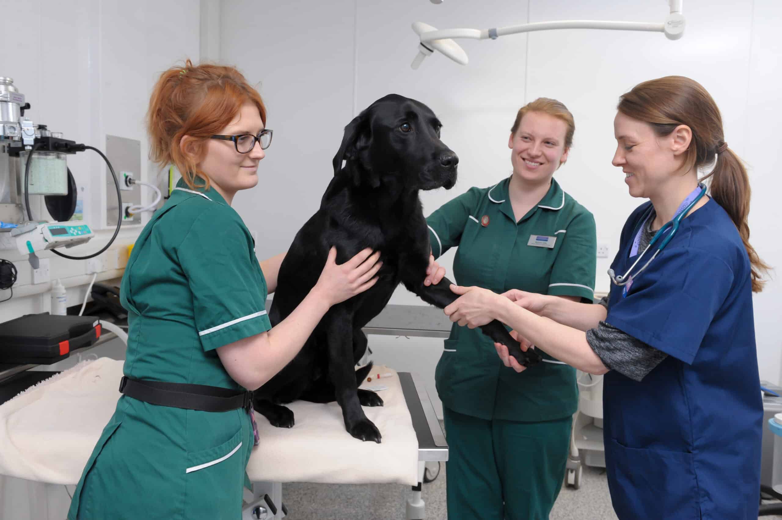 Black dog being supported by 2 nurses whilst vet examines
