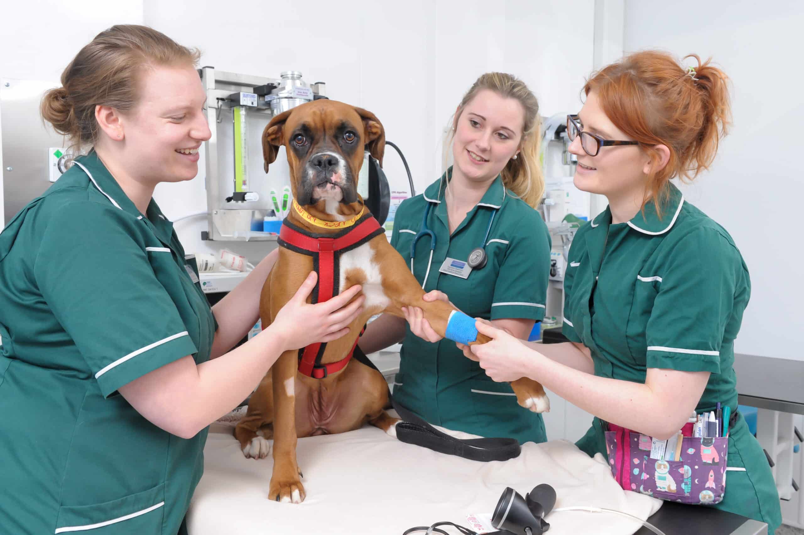 dog being supported by 3 veterinary nurses