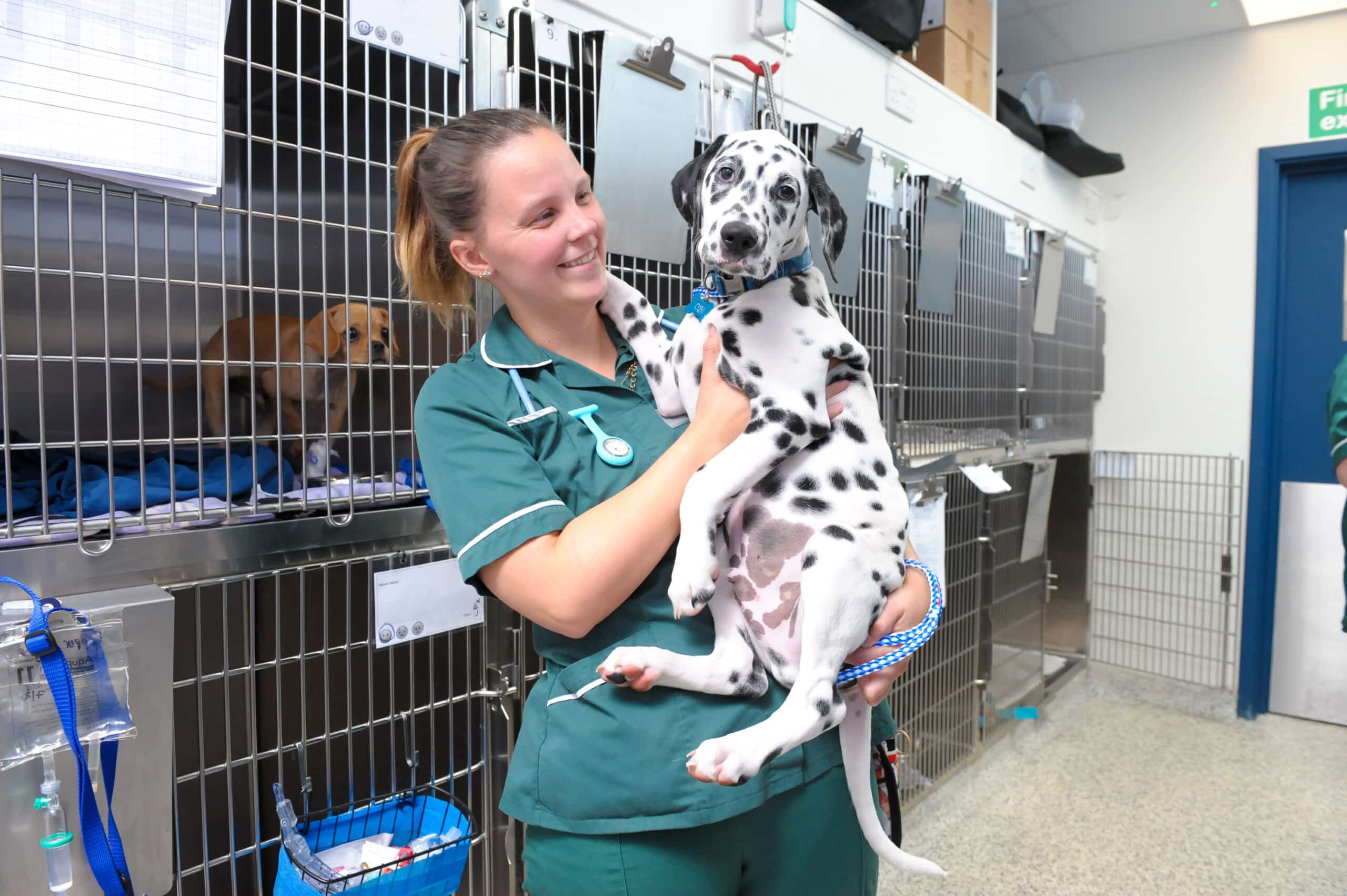 black and white spotted dog being held by a veterinary nurse