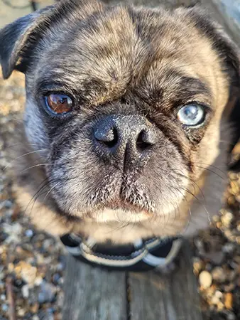 skyler-pug-close-up