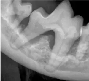An X-ray of a dog's teeth showing severe bone loss due to periodontitis