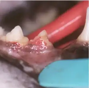 Cat with lower premolar tooth affected by tooth resorption of the crown