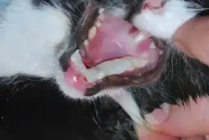 The cat's mouth, showing a splint where the fracture was