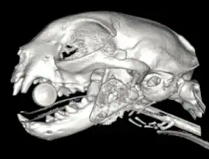 The same cat after a metal plate has been used