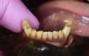 Canine teeth tips, roughened due to incomplete formation of the enamel