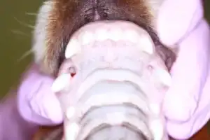 The trauma to the upper jaw can be seen as holes in the root of the mouth