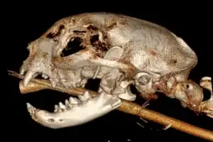CT showing a lower left jaw fracture in a cat