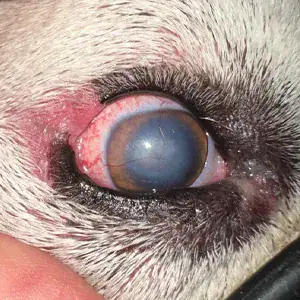 obies right eye zoomed in