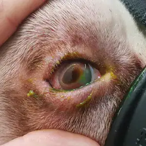 obies right eye