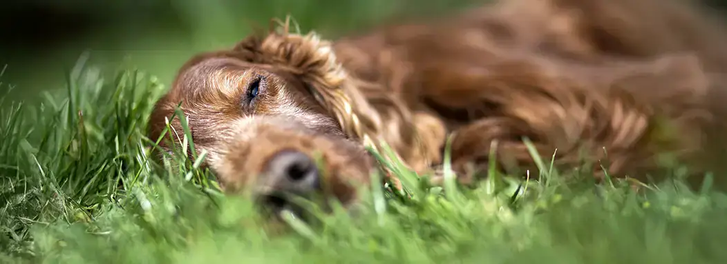 longleat cpd event banner 2025