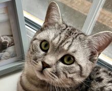 Gus is doing well following bilateral hip replacements