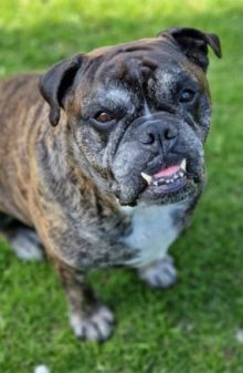 ct scan of dogs heart after life saving surgery - stanley