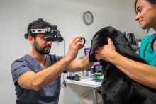 eddie surgery intern featured image