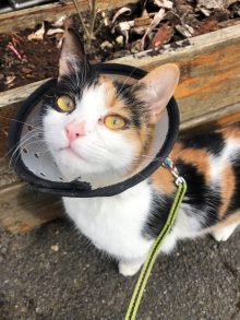 Eastcott saves deaf cat from going blind