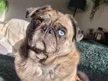 pug-dog-skyler